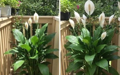 Just 1 Cup Makes Peace Lily Bloom Like Crazy (Even the Ugly Ones)