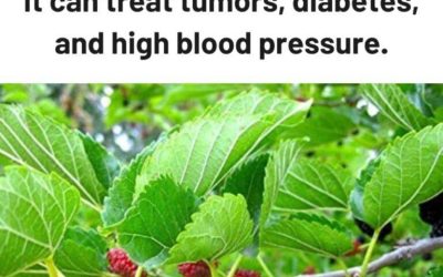 This plant is everywhere, but you had no idea it can treat tumors, diabetes, and high blood pressure