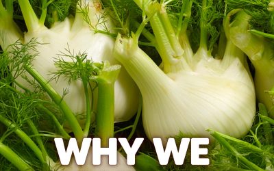 A TRUE ELIXIR OF WELLNESS 💚 With almost no downsides and so many benefits, it’s easy to see why we should eat more fennel. Here’s why 👇
