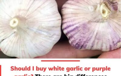 White Garlic vs. Purple Garlic …What’s the Difference and Which Should You Choose