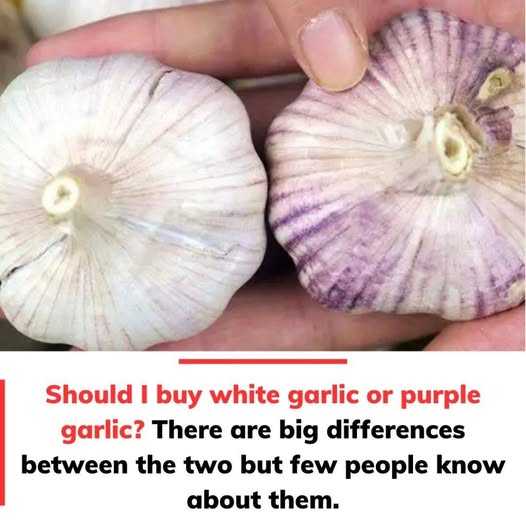 White Garlic vs. Purple Garlic …What’s the Difference and Which Should You Choose