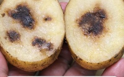 My potatoes have brown internal spots before cooking — are they rotten?