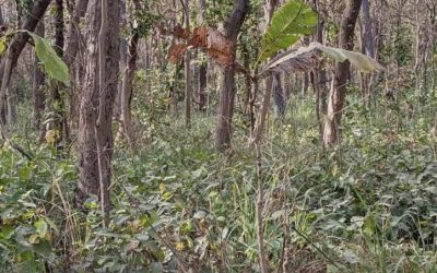 Surprising Puzzle: If You Spot the Hidden Tiger Within 12 Seconds, You Have a High IQ