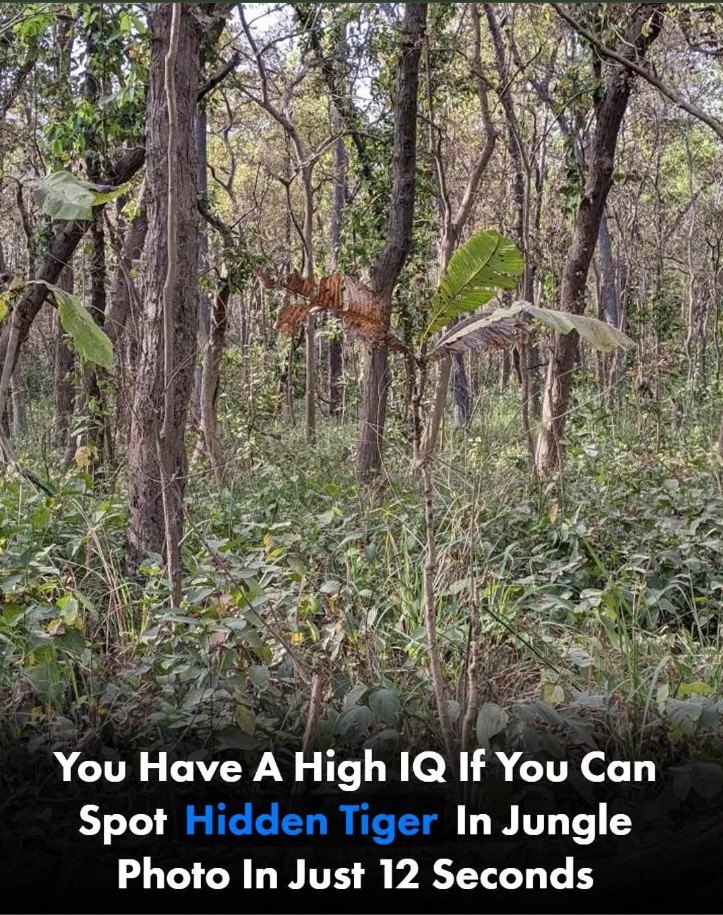 Surprising Puzzle: If You Spot the Hidden Tiger Within 12 Seconds, You Have a High IQ