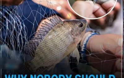 Why Nobody Should Be Eating Tilapia Anymore