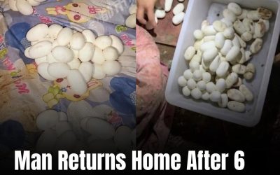 Man Returns Home After Six Months, Shocked to Find More Than 100 Mysterious Eggs Covering His Bed